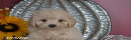Maltipoo dogs for sale: Rosey - Ad 3