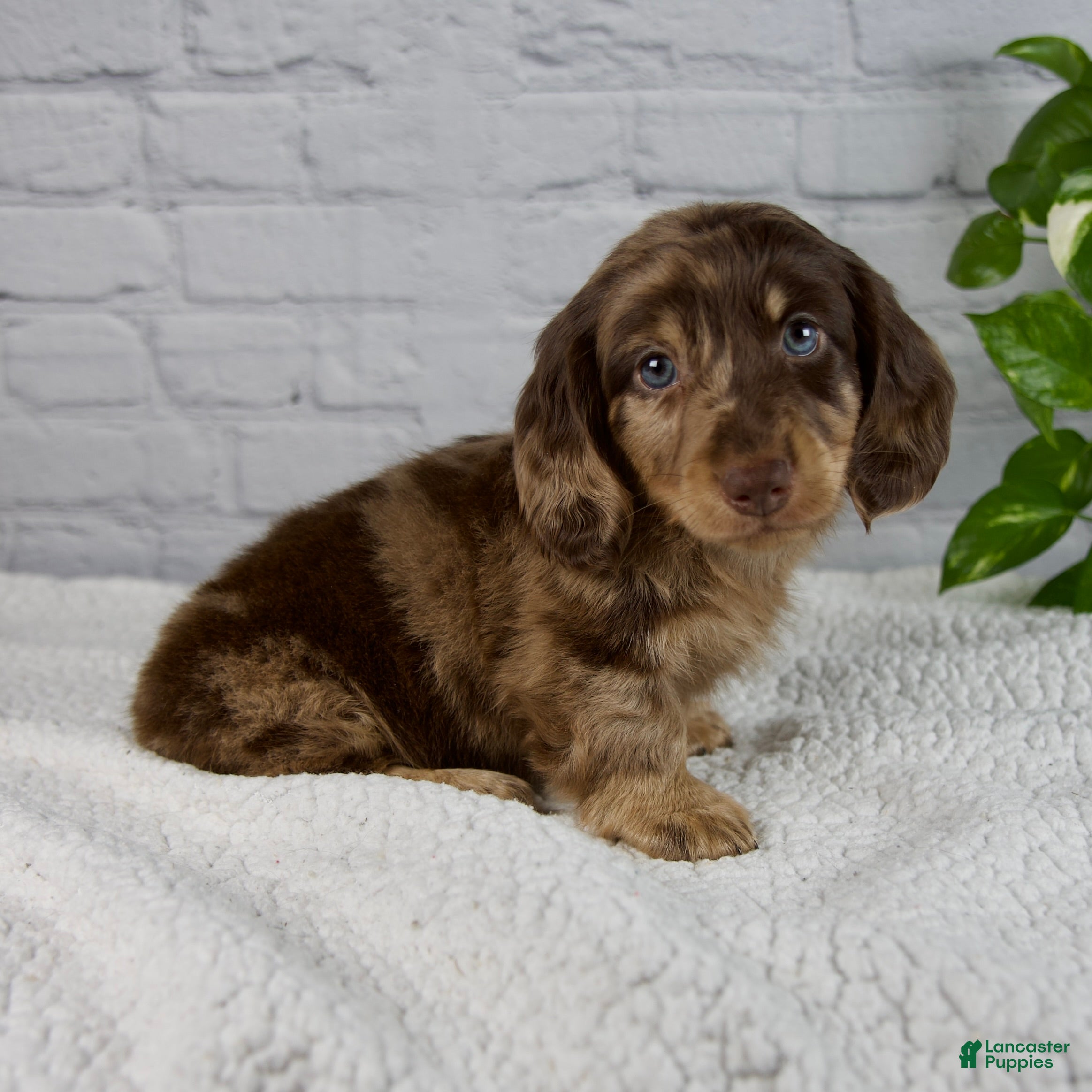 Miniature Dachshund Puppies for sale in Ohio Lancaster Puppies