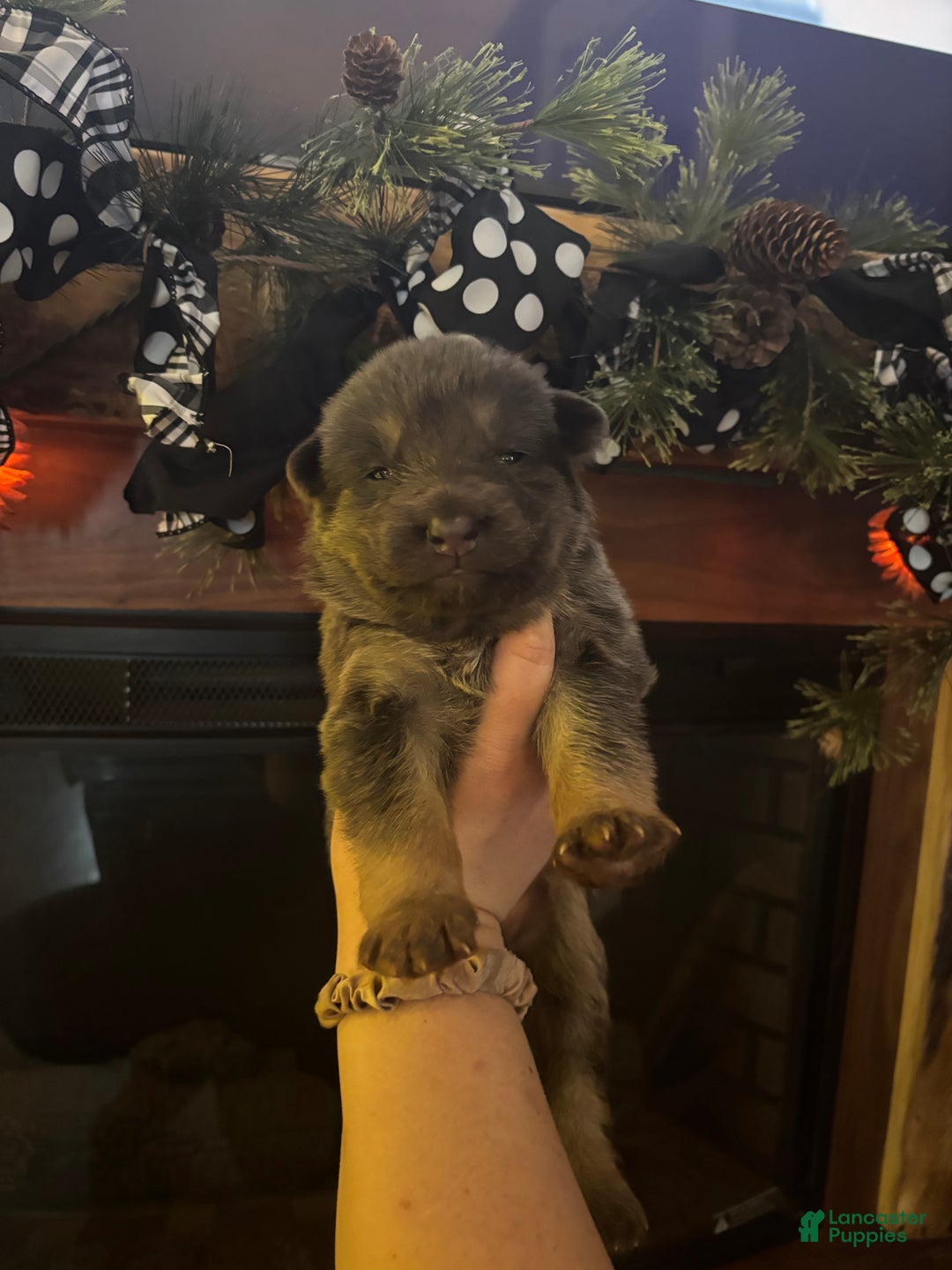 German Shepherd dogs for sale: German Shepherd Puppy 3 - Ad 1