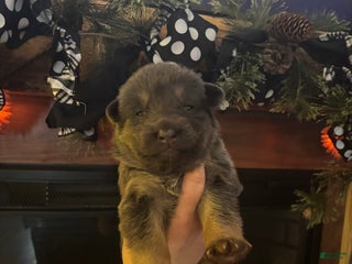 German Shepherd dogs German Shepherd Puppy 3 - Ad 5