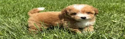 Mini Goldendoodle dogs for sale: Brooke - Ad 3