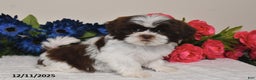 Shih Tzu dogs for sale: Rita - Ad 5
