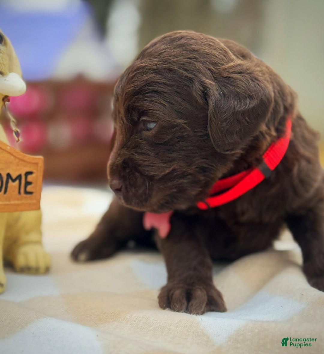 Labradoodle dogs for sale: Labradoodle Puppy 1 - Ad 8
