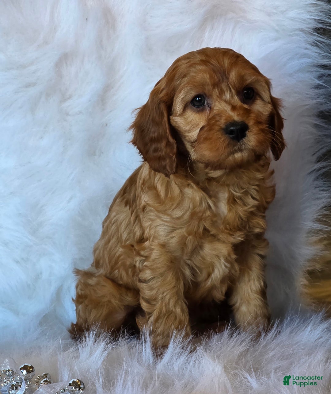 Cavapoo dogs for sale: Bella - Ad 6