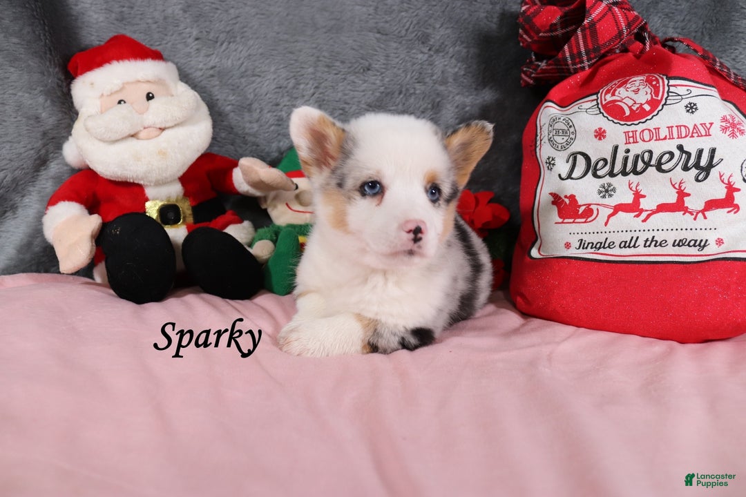 Welsh Corgi Pembroke dogs for sale: Sparky - Ad 2
