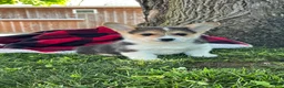 Welsh Corgi Pembroke dogs for sale: Tommy ❤️🐾Akc Genetic Tested Clear🐾❤️ - Ad 5