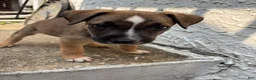 Mixed Breed dogs for sale: Mixed Breed 1 - Ad 3