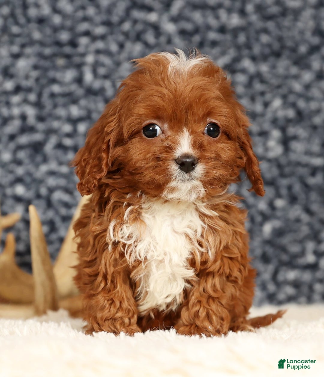 Cavapoo dogs for sale: Dusty - Ad 7