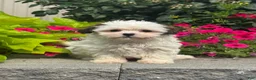Shihpoo dogs for sale: Xena - Ad 4