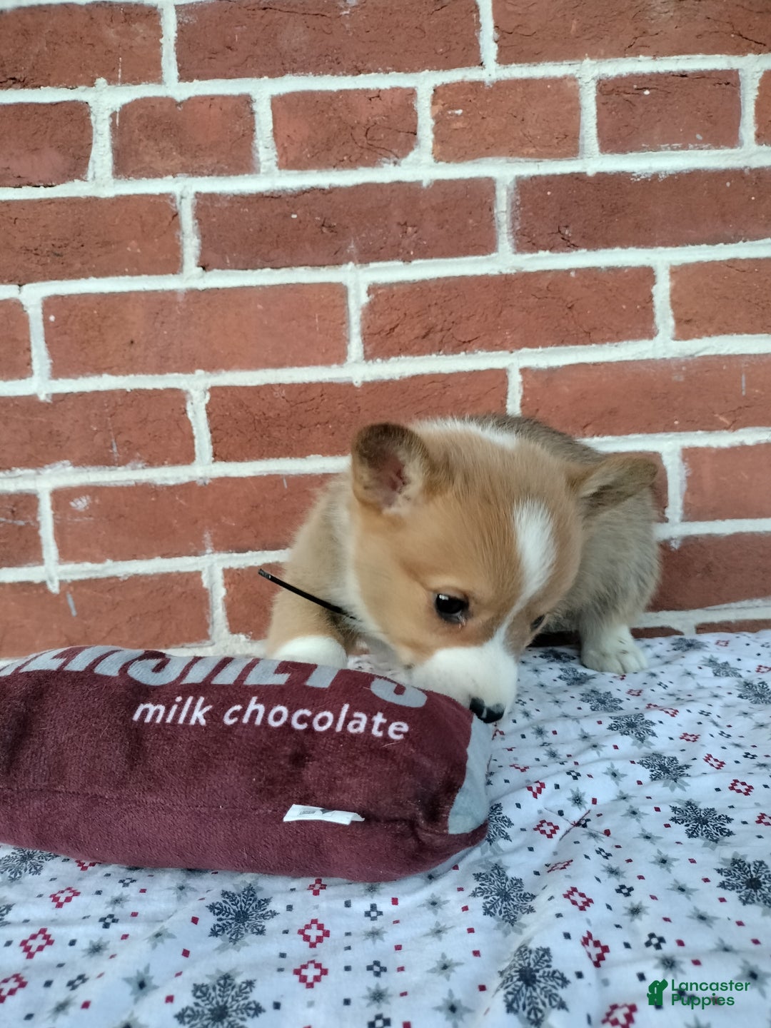 Welsh Corgi Pembroke dogs for sale: Murphy  - Ad 5