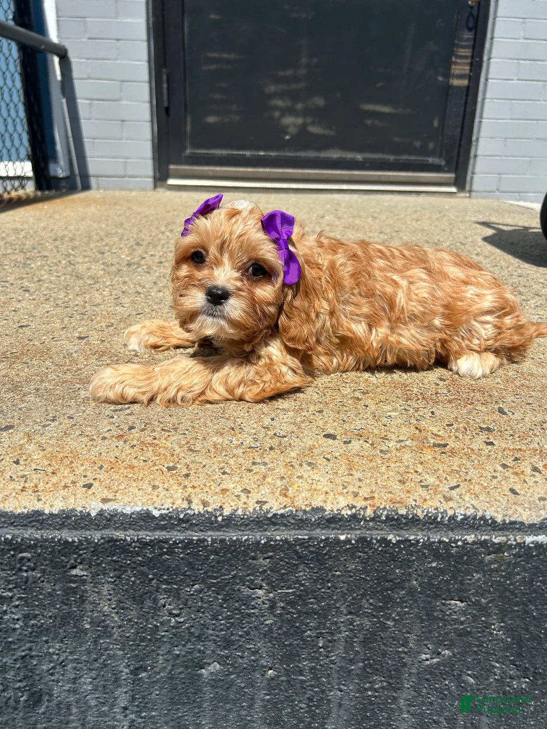 Mixed Breed dogs for sale: Mixed Breed 3 - Ad 2