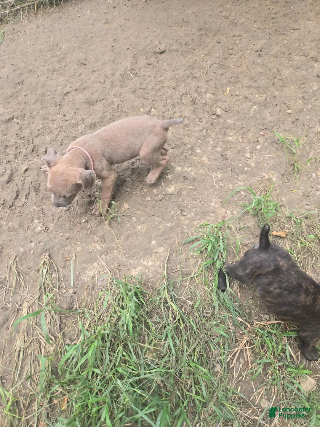 Cane Corso dogs for sale: Cane Corso 10 - Ad 1
