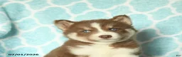 Pomsky dogs for sale: Hershey - Ad 5
