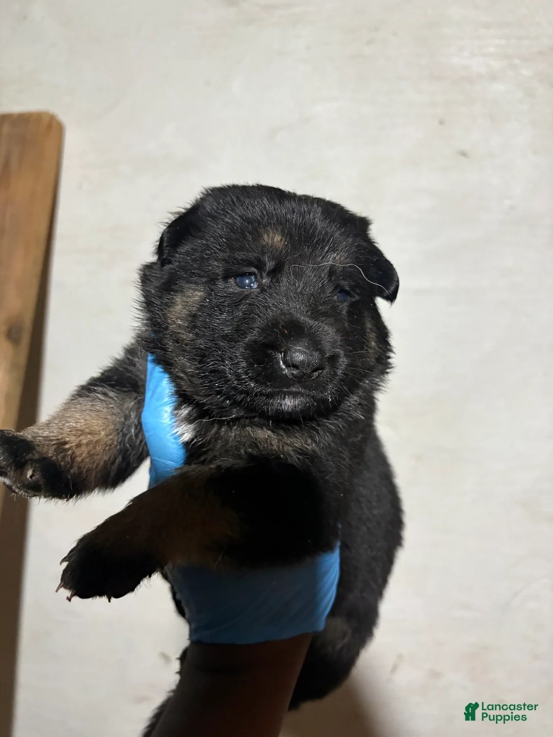 German Shepherd dogs for sale: German Shepherd 5 - Ad 1