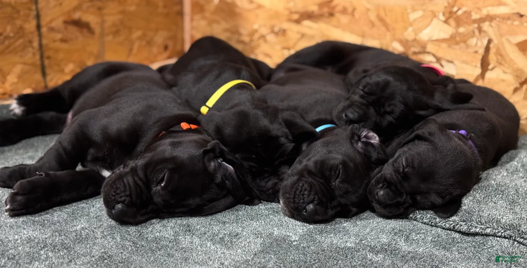 Great Dane dogs for sale: Tobie - Ad 12