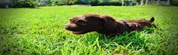 Havapoo dogs for sale: Hershey - Ad 19