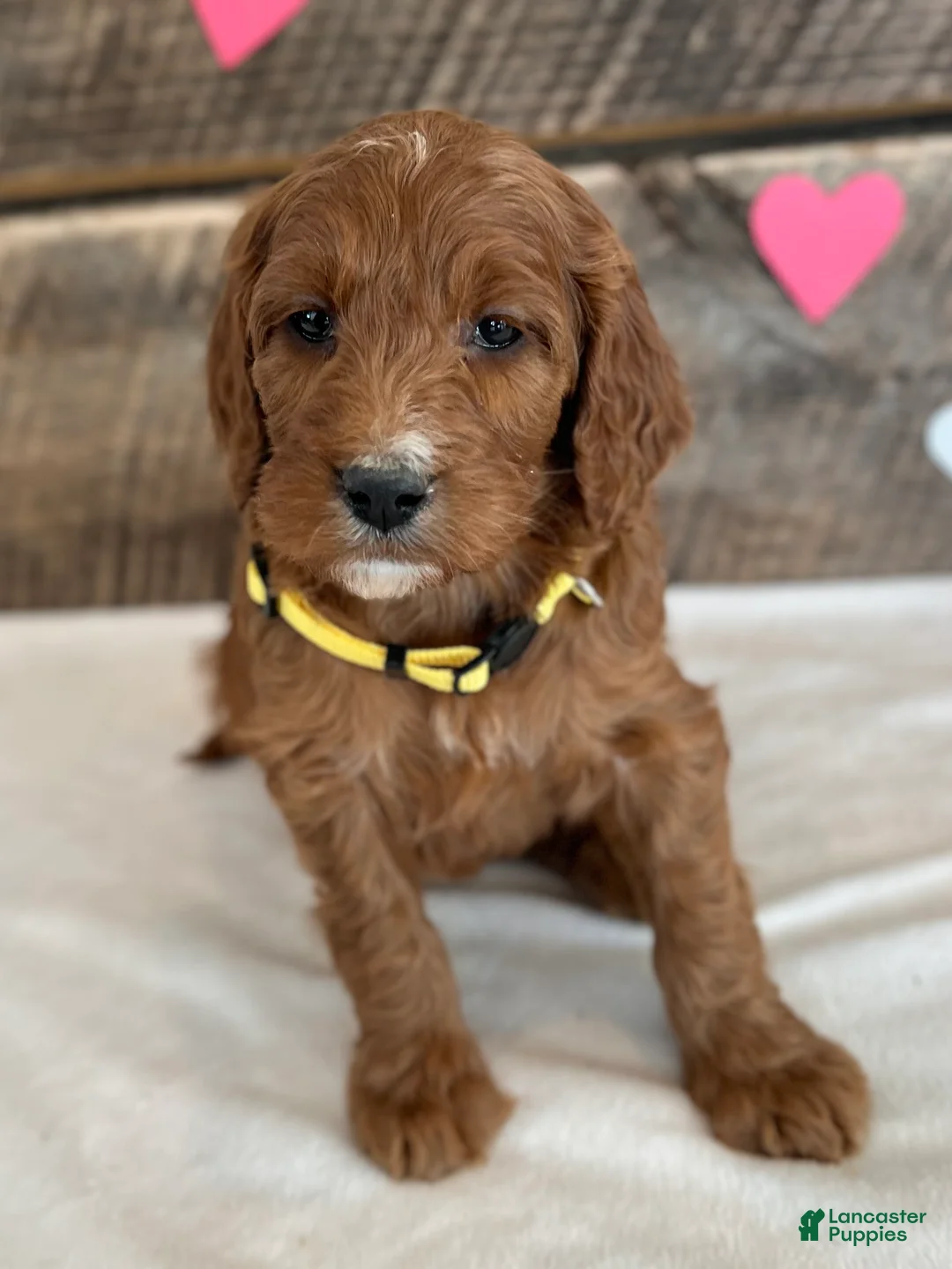 Irish Doodle dogs for sale: Daisy - Ad 12