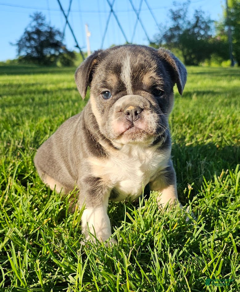 Mixed Breed dogs Mini Bulldog Blue - Ad 39