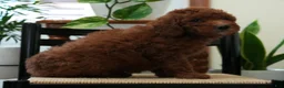 Mini Goldendoodle dogs for sale: Jasper - Ad 8