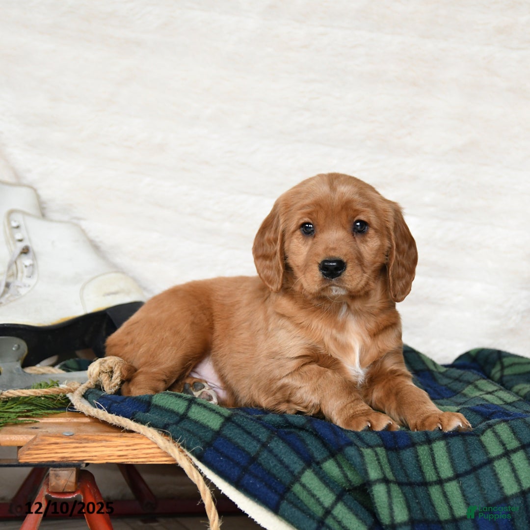 Miniature Golden Retriever dogs for sale: Toffee - Ad 1