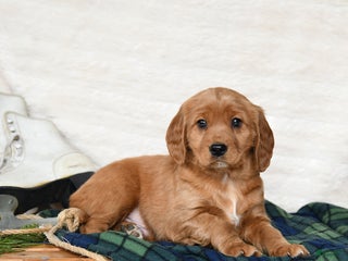 Miniature Golden Retriever dogs Toffee - Ad 20