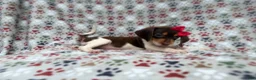 Beagle dogs for sale: Wynona - Ad 4