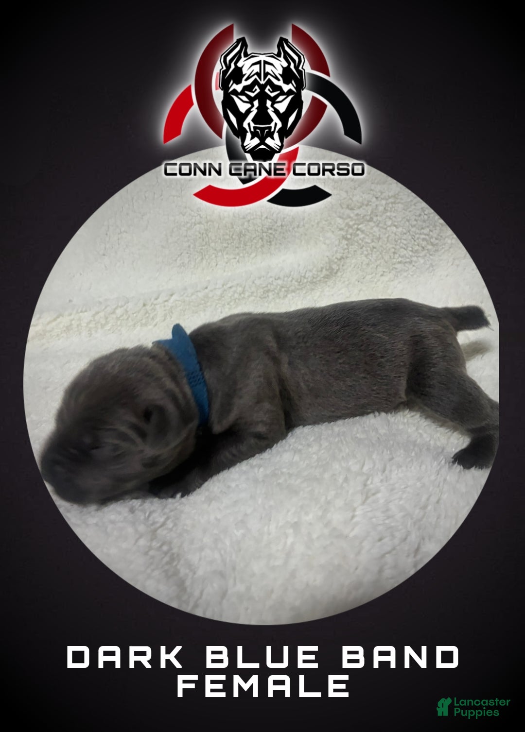 Cane Corso dogs Cane Corso Puppy 13 - Ad 21