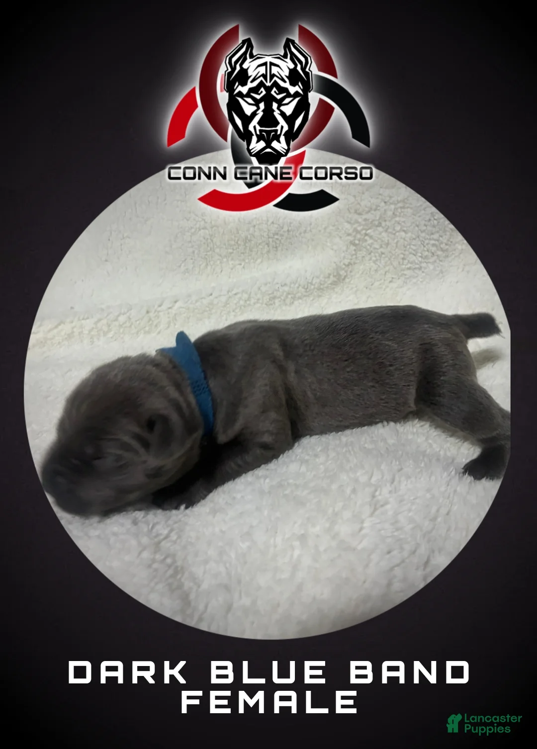 Cane Corso dogs for sale: Cane Corso Puppy 13 - Ad 1
