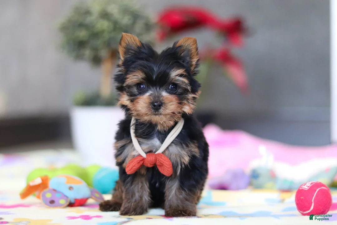 Yorkshire Terrier dogs for sale: Jonah - Ad 3