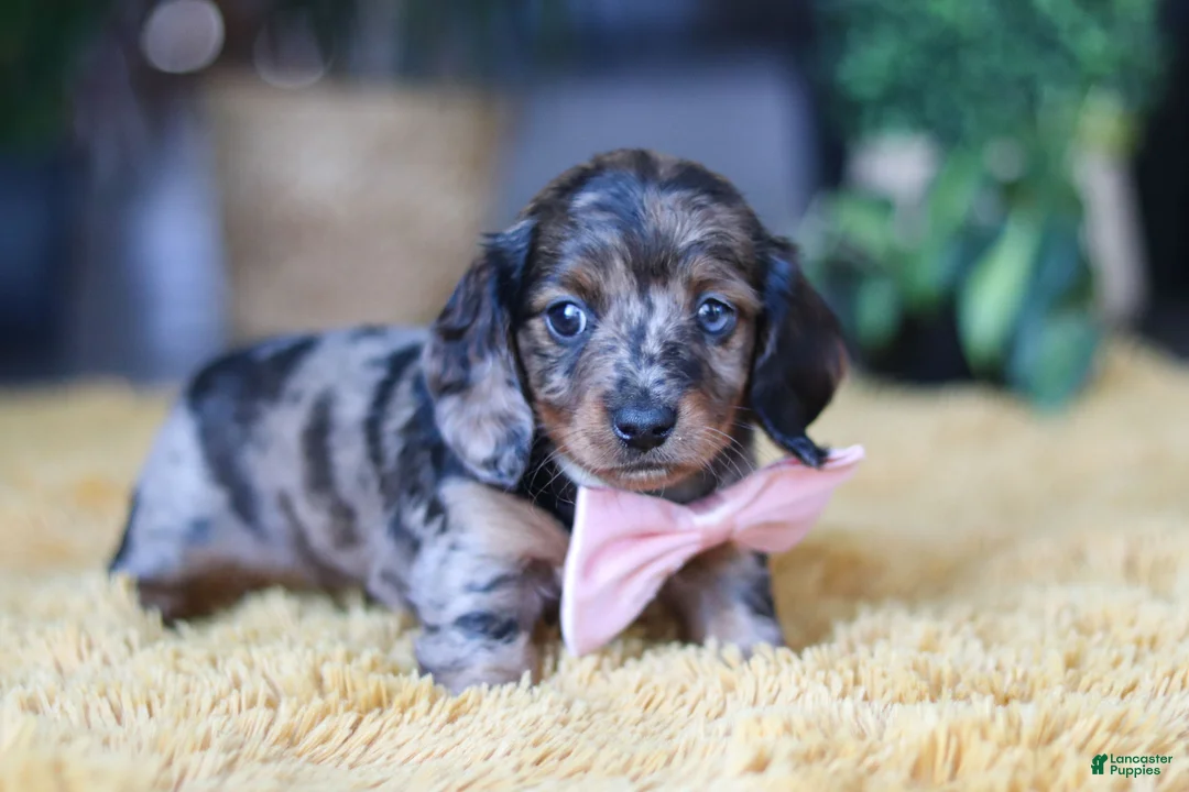 Miniature Dachshund dogs for sale: Strudel - Ad 4