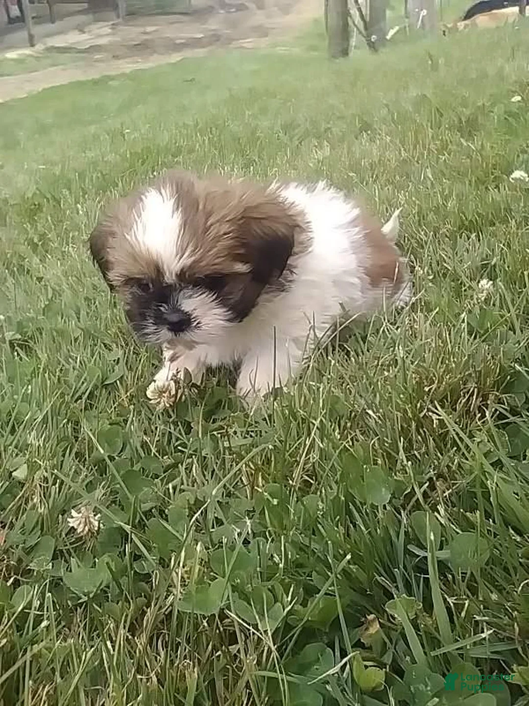 Shih Tzu dogs for sale: Maggie  - Ad 3