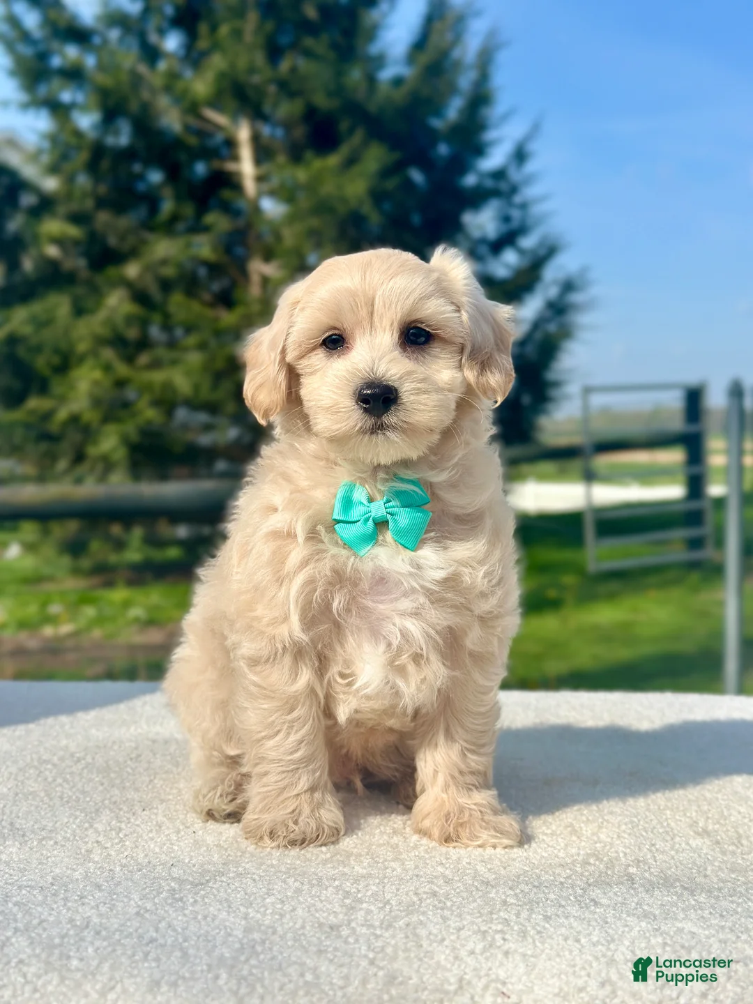 Maltipoo dogs for sale: Boy Maltipoo1 - Ad 1