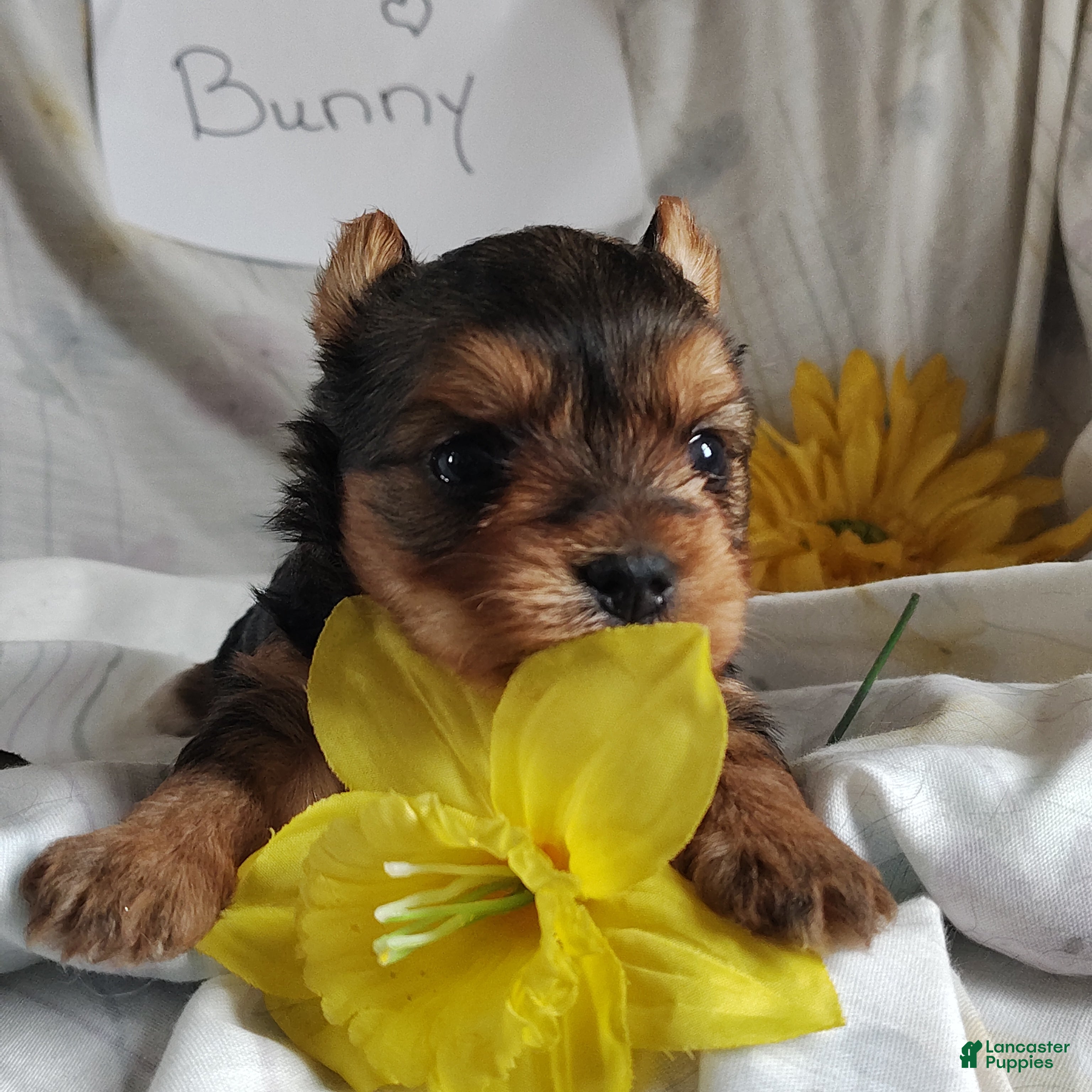 Yorkshire Terrier dogs Bunny - Ad 1