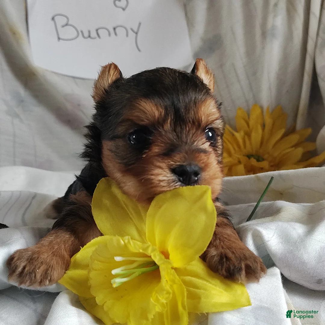 Yorkshire Terrier dogs for sale: Bunny - Ad 1