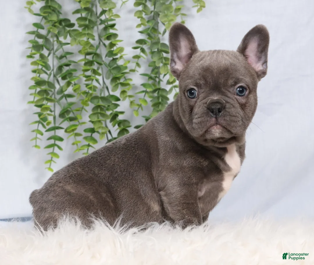 Frenchton dogs for sale: Steel - Ad 1