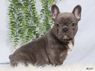 Frenchton dogs for sale: Steel - Ad 3