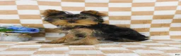 Yorkshire Terrier dogs for sale: Marcus - Ad 3
