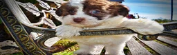 Havapoo dogs for sale: Noella - Ad 5