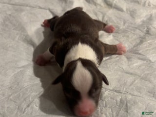 Miniature Australian Shepherd dogs Miniature Australian Shepherd Puppy 4 - Ad 12