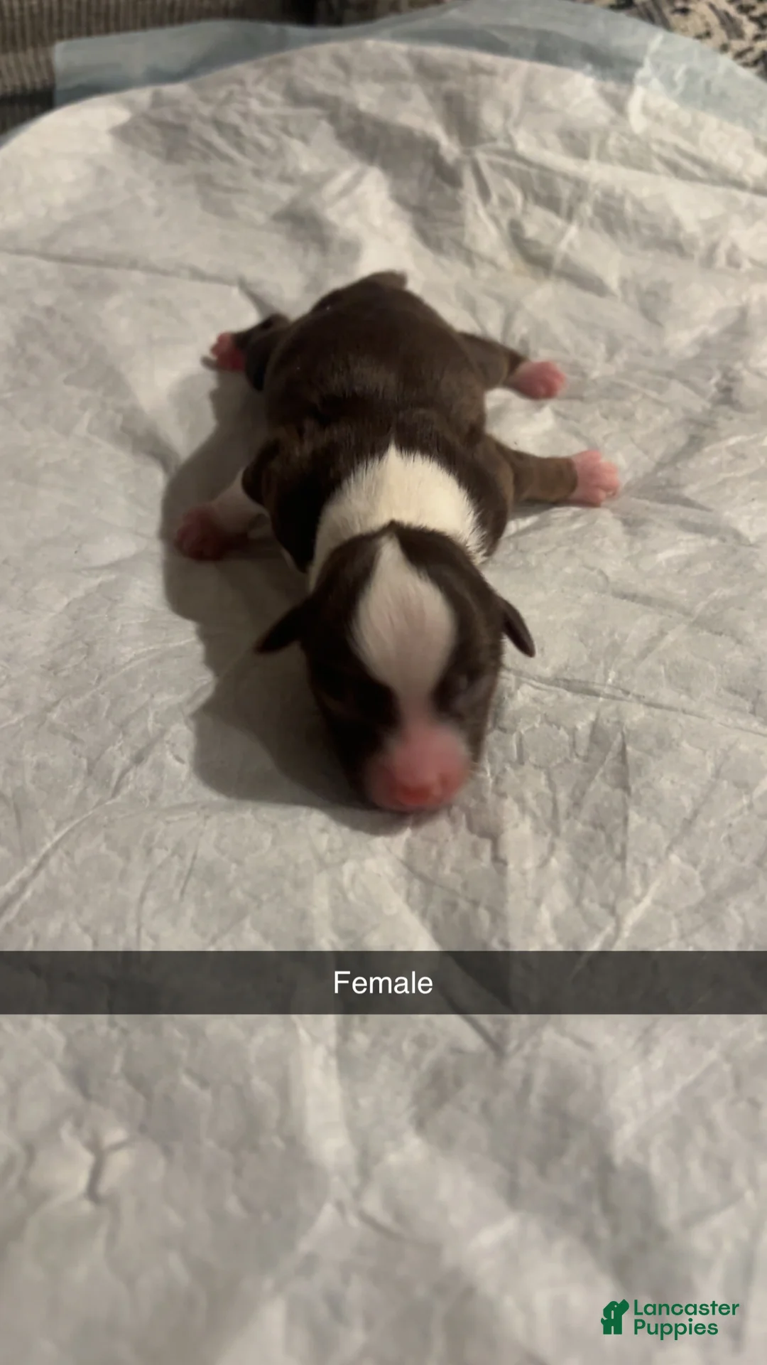 Miniature Australian Shepherd dogs for sale: Miniature Australian Shepherd Puppy 4 - Ad 1