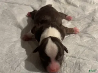 Miniature Australian Shepherd dogs Miniature Australian Shepherd Puppy 4 - Ad 21