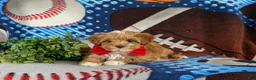 Maltipoo dogs for sale: Rafael 7 lbs Full Grown - Ad 5