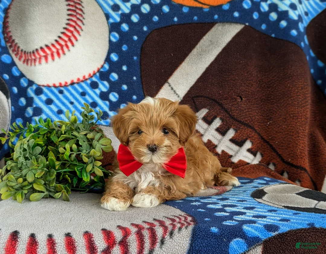 Maltipoo dogs for sale: Rafael 7 lbs Full Grown - Ad 5