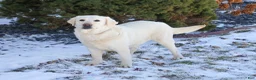 Labrador Retriever dogs for sale: Elsie  - Ad 1