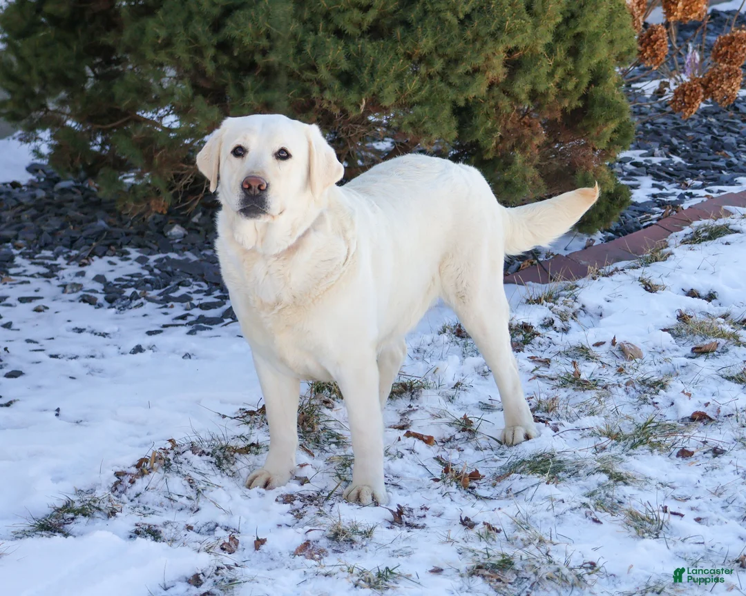 Labrador Retriever dogs for sale: Elsie  - Ad 1