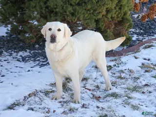 Labrador Retriever dogs Elsie - Ad 19