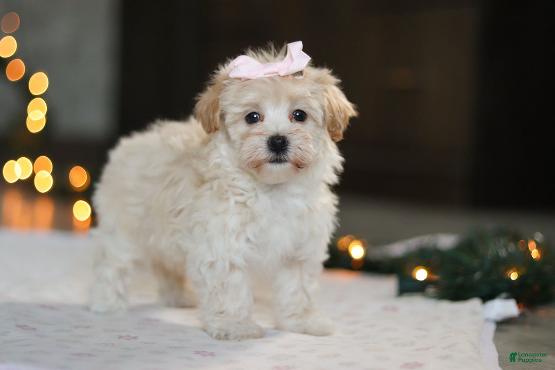 Havapoo dogs for sale: Clover - Ad 6