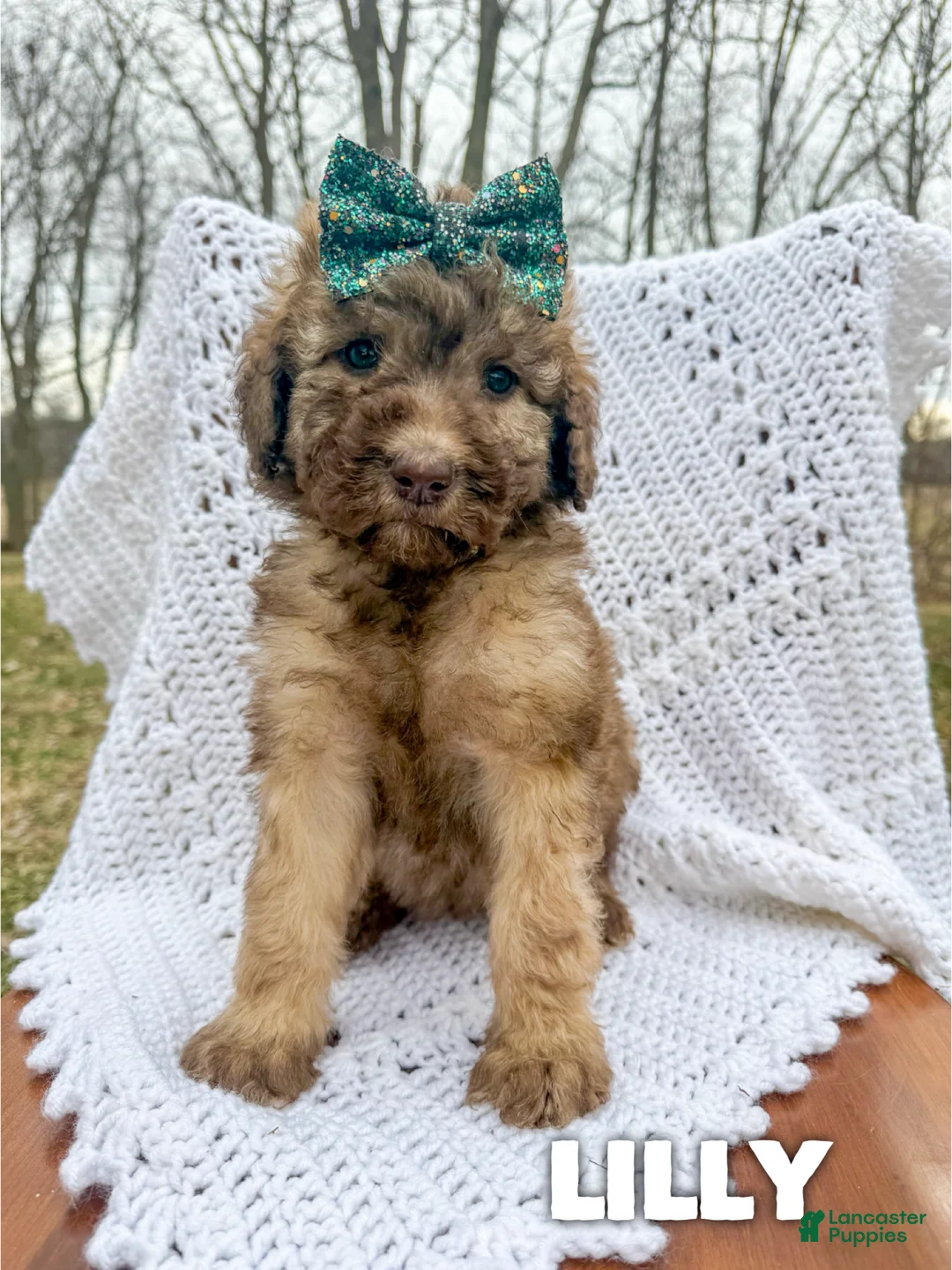 Saint Berdoodles dogs for sale: Lilly - Standard F1b - Ad 2