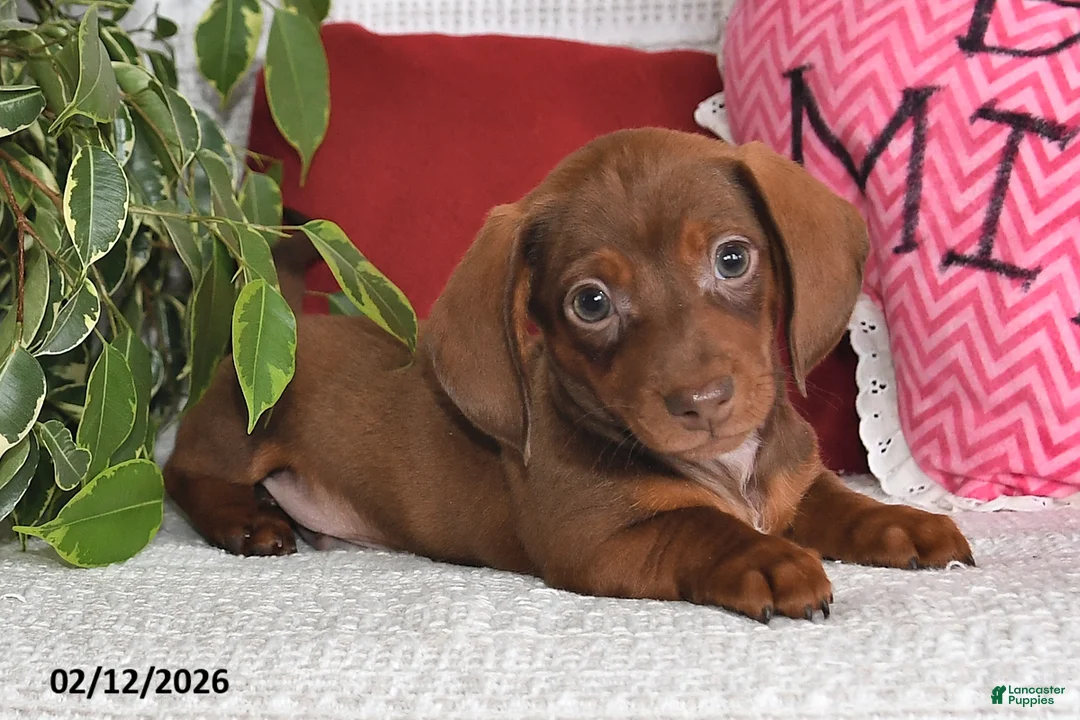 Miniature Dachshund dogs for sale: Homer - Ad 2