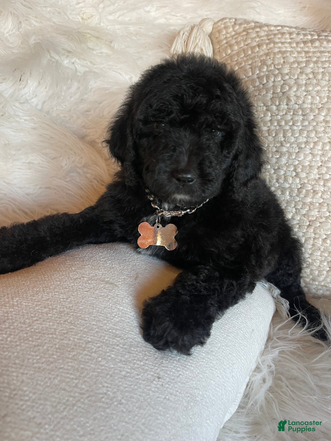 Goldendoodle dogs for sale: “Mistletoe” CKC Goldendoodle 🐶 parents dna/health tested clear - Ad 2